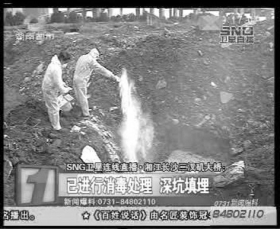 工作人員將死豬在附近深埋處理，拋撒大量消毒粉。視頻截圖