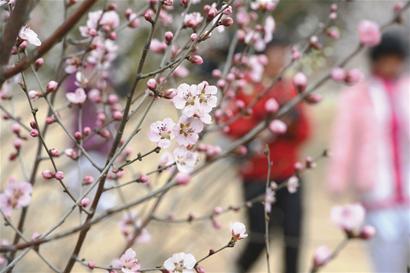 昨日,青島十梅庵梅園的梅花競相開放,游人置身于梅花的海洋,盡享大自然的美景。 昨日,青島十梅庵梅園的梅花競相開放,游人置身于梅花的海洋,盡享大自然的美景。