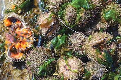 鮑魚養殖池內海膽成災