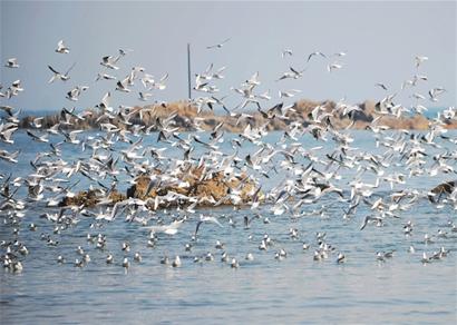 數以萬計海鷗飛別棧橋 追魚東遷麥島
