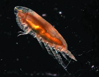 南極科考15名青島籍專家返青 創造歷史