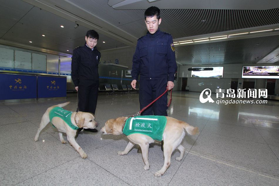 高清：實(shí)拍機(jī)場檢疫犬 輕嗅就能查出違禁物品