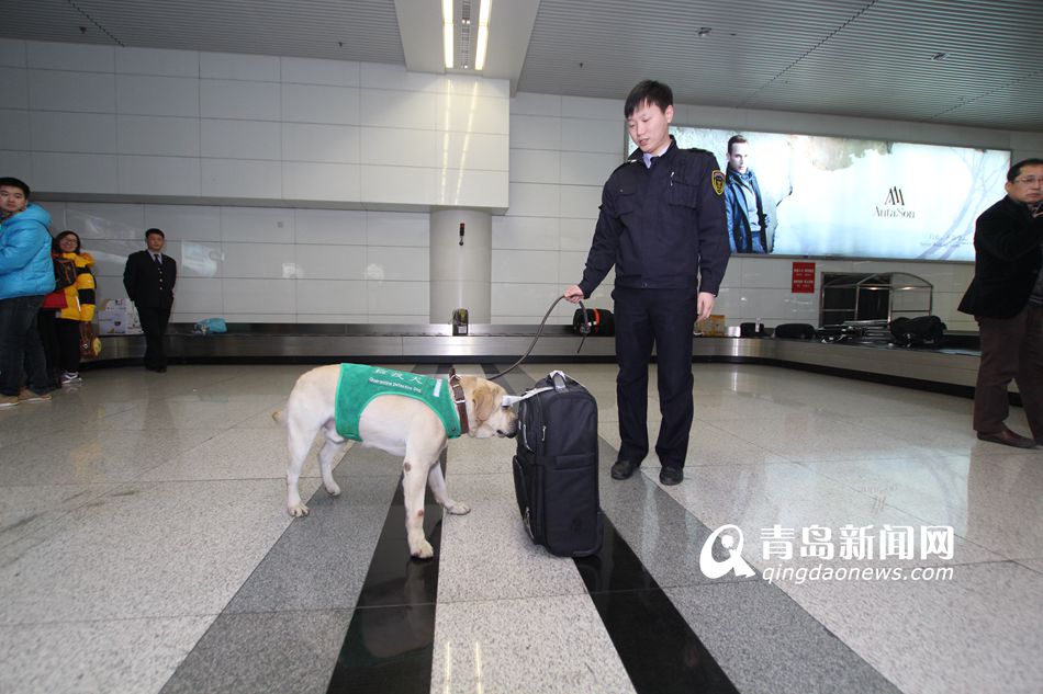 高清：實(shí)拍機(jī)場檢疫犬 輕嗅就能查出違禁物品